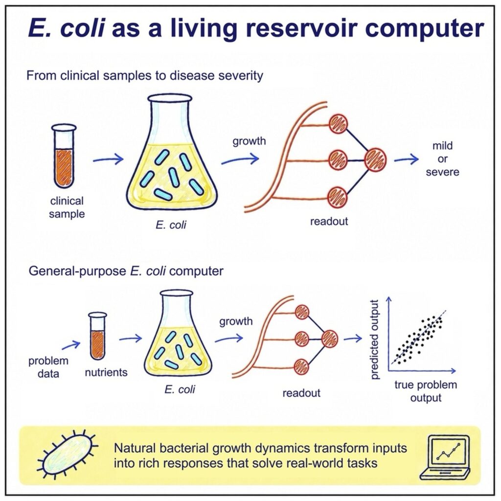 bacterial RC