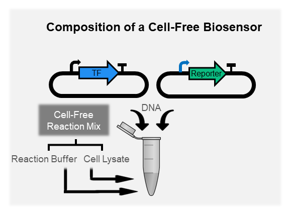 Optimizing Cell-Free Biosensors to Monitor Enzymatic Production,  ACS Synthetic Biology 
